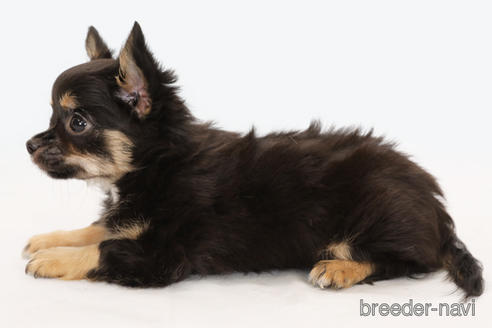 成約済の神奈川県のチワワ(ロングコート)-183696の3枚目